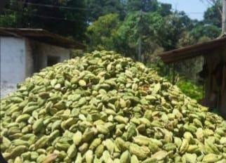Small Green Cardamom